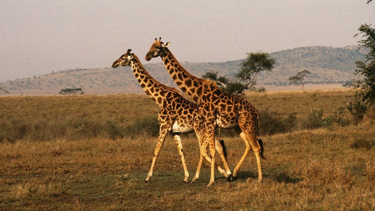 curiosidades de los safaris