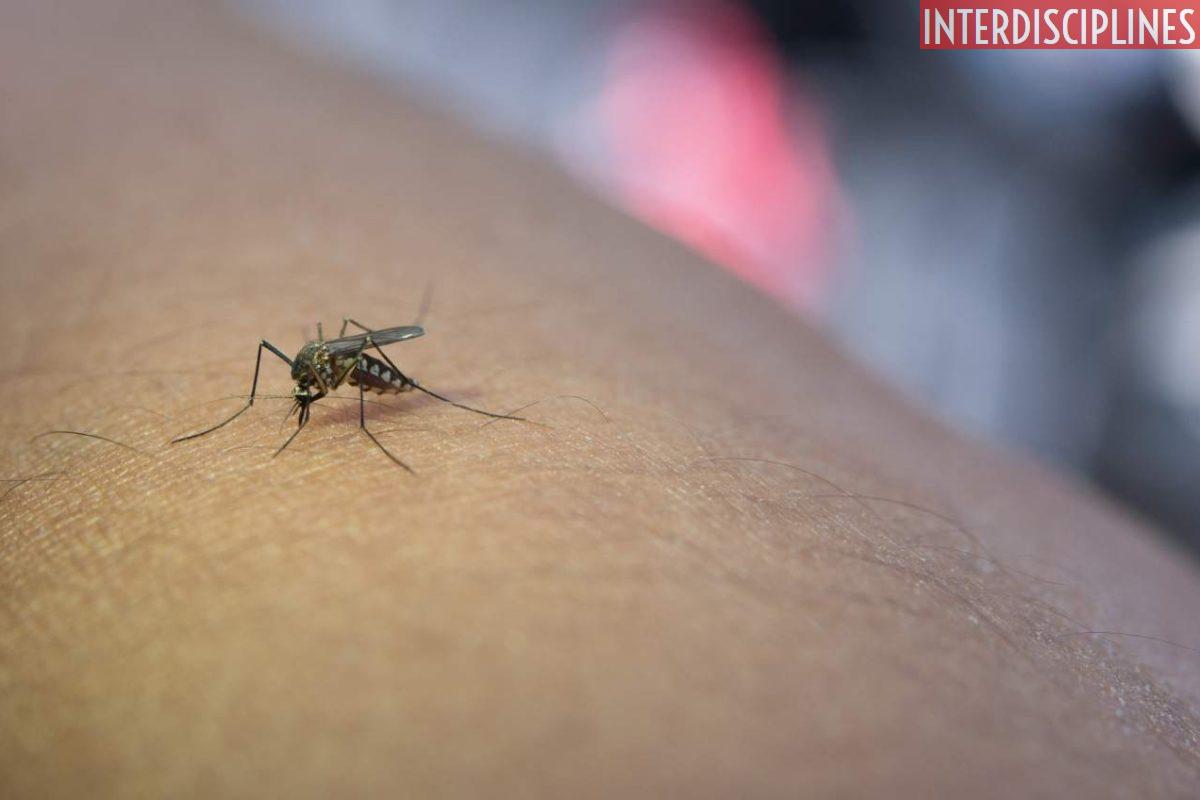 Mosquito