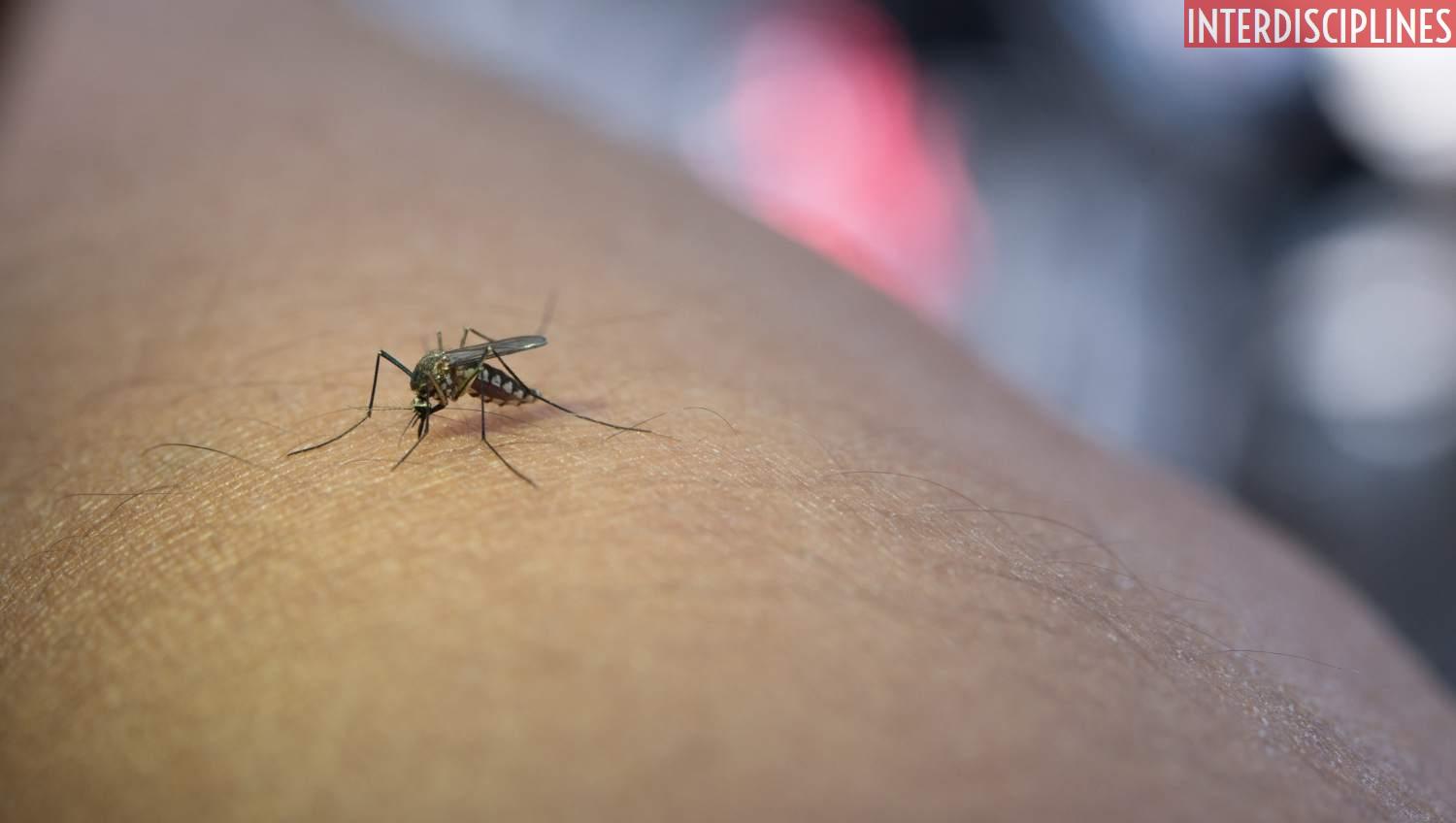 Mosquito